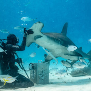 Great hammerhead rising to the feeder's raised hand beside the bait box, Bimini, Bahamas