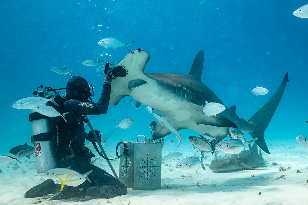Great hammerhead rising to the feeder's raised hand beside the bait box, Bimini, Bahamas