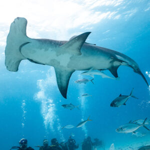 Great hammerhead from below in surface glare, divers lined up beneath, Bimini, Bahamas