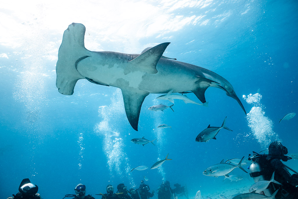 Great hammerhead from below in surface glare, divers lined up beneath, Bimini, Bahamas