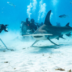 Great hammerhead passing a line of photographers holding shark sticks, Bimini, Bahamas