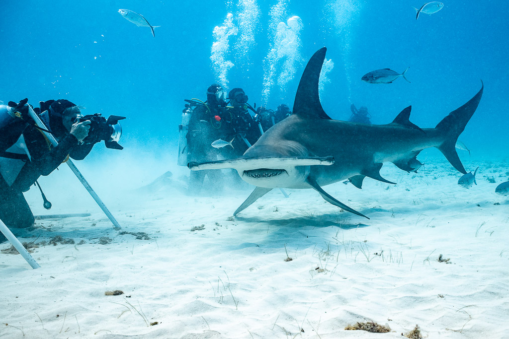 Great hammerhead passing a line of photographers holding shark sticks, Bimini, Bahamas