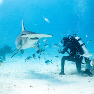 Great hammerhead heading toward the feeder kneeling by his bait box, Bimini, Bahamas