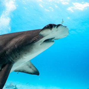 Close-up of a great hammerhead's head and mouth against sunrays, Bimini, Bahamas