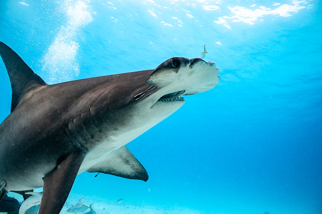 Close-up of a great hammerhead's head and mouth against sunrays, Bimini, Bahamas