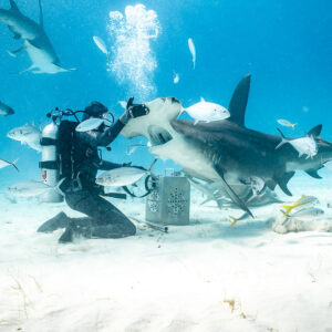 Feeder hand-feeding a great hammerhead as another circles above, Bimini, Bahamas
