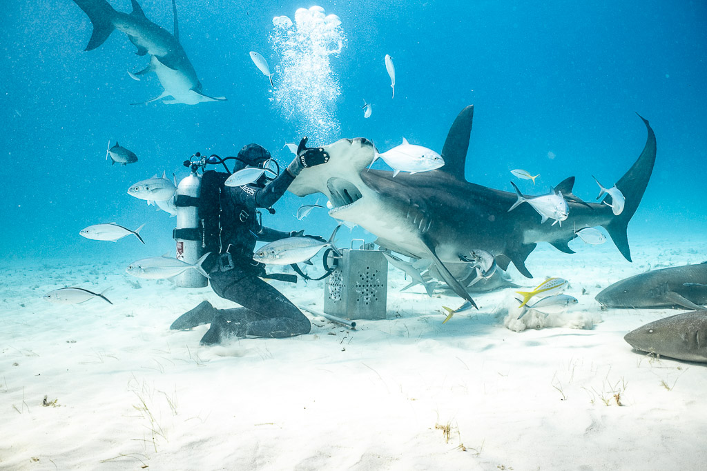 Feeder hand-feeding a great hammerhead as another circles above, Bimini, Bahamas