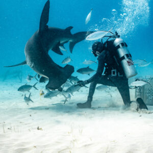Great hammerhead diving steeply toward the feeder through jacks, vertical frame, Bimini, Bahamas