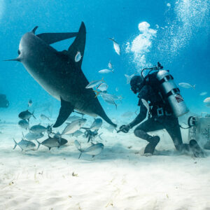 Great hammerhead plunging nose-down beside the feeder, jacks scattering, Bimini, Bahamas