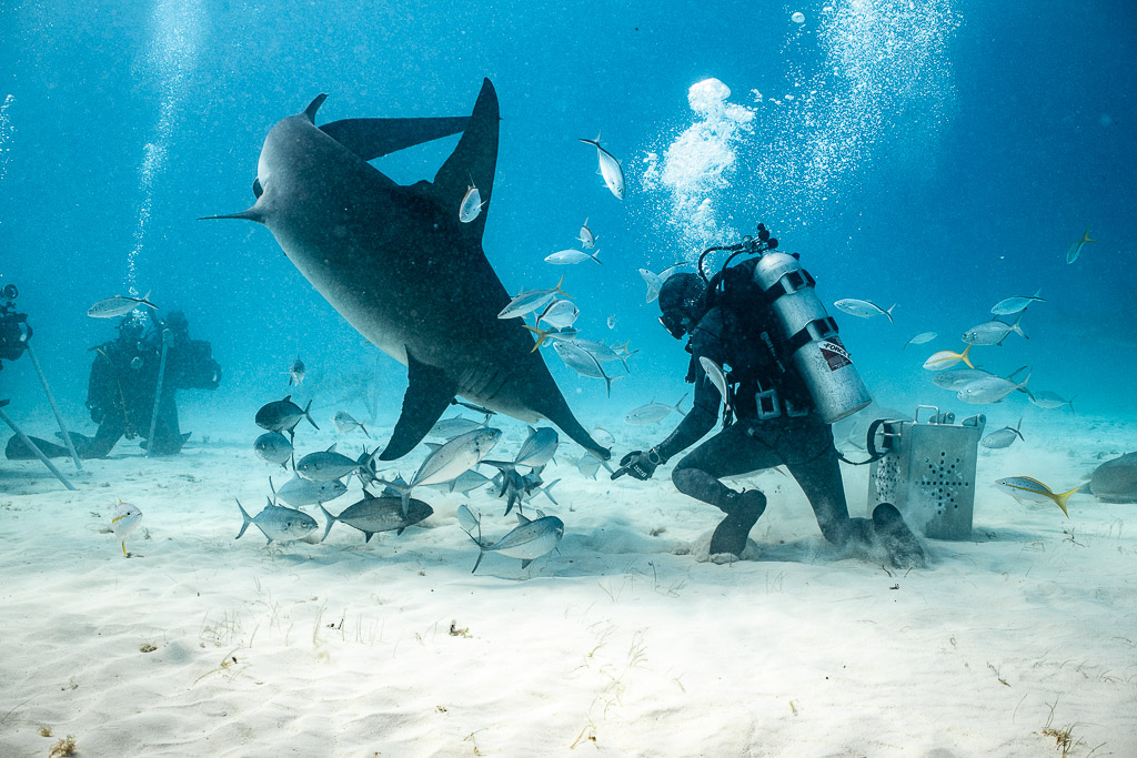 Great hammerhead plunging nose-down beside the feeder, jacks scattering, Bimini, Bahamas