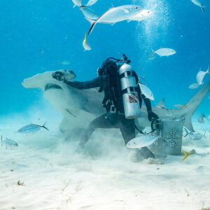Feeder pressing on a great hammerhead's head in a cloud of sand, Bimini, Bahamas