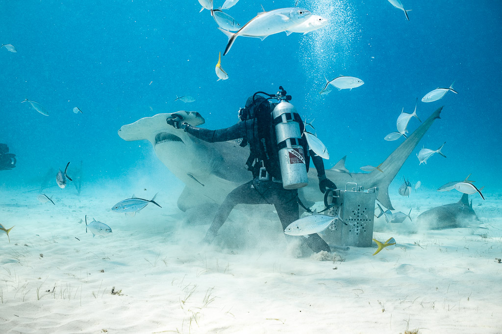 Feeder pressing on a great hammerhead's head in a cloud of sand, Bimini, Bahamas