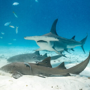 Great hammerhead above two nurse sharks lying on the sand, Bimini, Bahamas