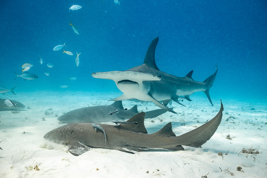 Great hammerhead above two nurse sharks lying on the sand, Bimini, Bahamas
