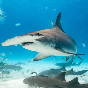 Great hammerhead gliding close past the feeder, nurse sharks below, Bimini, Bahamas