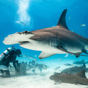 Great hammerhead with dorsal fin erect passing the kneeling feeder, Bimini, Bahamas