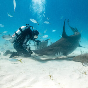 Great hammerhead feeding on the sand at the feeder's knees, Bimini, Bahamas