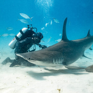 Great hammerhead curving around the feeder, tail arched high, Bimini, Bahamas