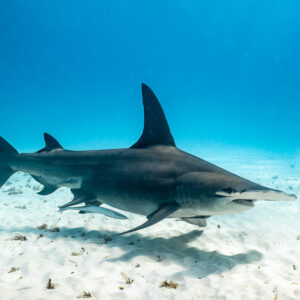 Great hammerhead in side profile over bare white sand, Bimini, Bahamas