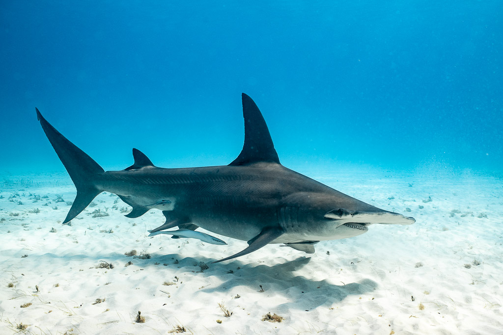 Great hammerhead in side profile over bare white sand, Bimini, Bahamas