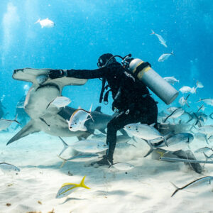 Feeder stepping back from a great hammerhead amid swirling jacks, Bimini, Bahamas