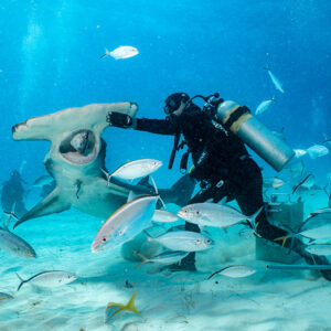 Feeder's arm on a great hammerhead's head, jaws open among jacks, Bimini, Bahamas