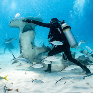 Feeder bracing against a great hammerhead's head, divers in background, Bimini, Bahamas