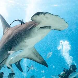 Great hammerhead with a remora seen from below, divers in background, Bimini, Bahamas
