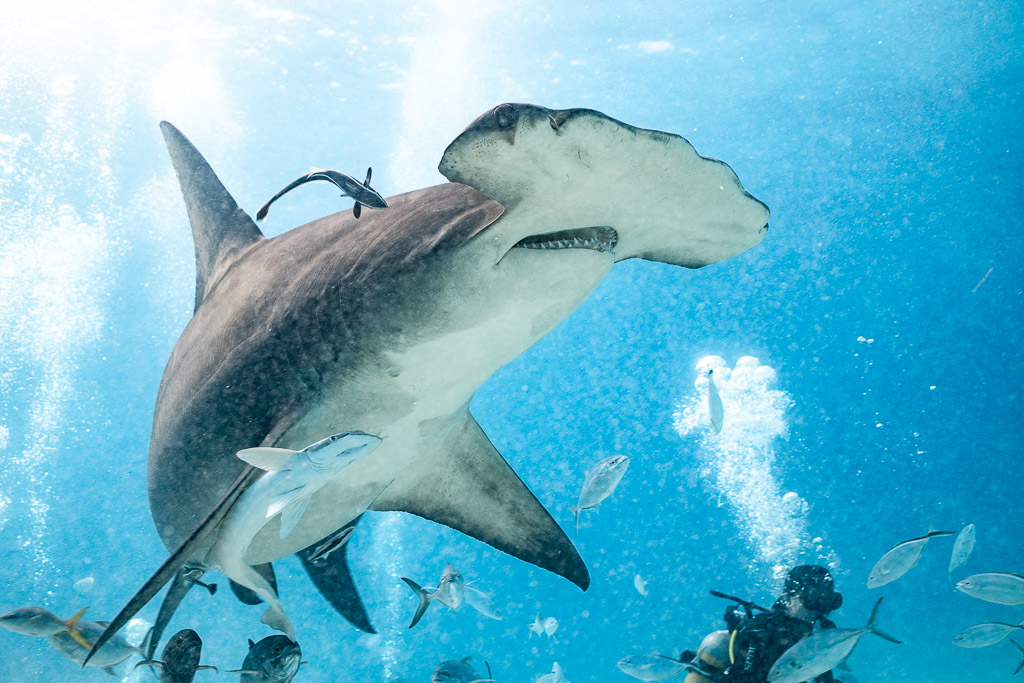 Great hammerhead with a remora seen from below, divers in background, Bimini, Bahamas