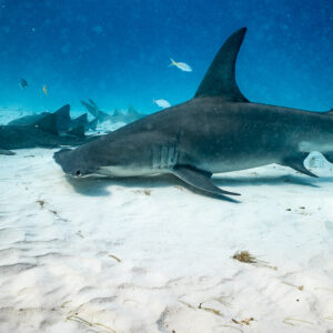 Great hammerhead skimming the sand, nurse shark resting behind, Bimini, Bahamas