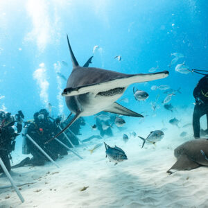 Great hammerhead approaching photographers, feeder standing in background, Bimini, Bahamas