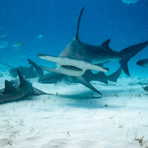 Great hammerhead approaching head-on over nurse sharks on the sand, Bimini, Bahamas