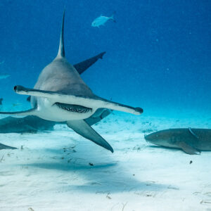 Front view of a great hammerhead's wide cephalofoil above nurse sharks, Bimini, Bahamas