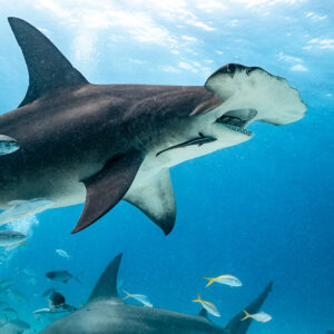 Great hammerhead turning overhead in sunlit water, jacks alongside, Bimini, Bahamas