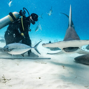 Head-on great hammerhead with a jack crossing in front, feeder behind, Bimini, Bahamas