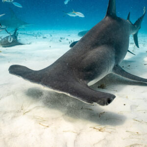 Great hammerhead banking low over the sand, head in foreground, Bimini, Bahamas