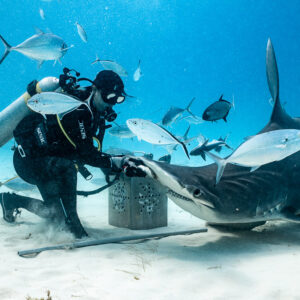 Great hammerhead taking bait from the feeder at the bait box, Bimini, Bahamas