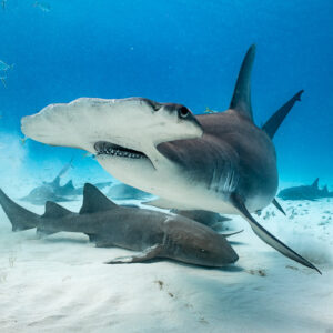 Great hammerhead turning toward the camera above nurse sharks, Bimini, Bahamas