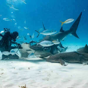 Great hammerhead at the feeder's hand with nurse sharks in foreground, Bimini, Bahamas