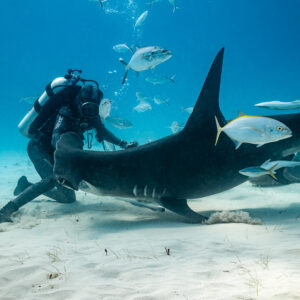 Great hammerhead arching its long tail beside the kneeling feeder, Bimini, Bahamas