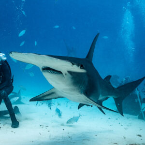 Great hammerhead gliding toward a kneeling diver, mouth slightly open, Bimini, Bahamas