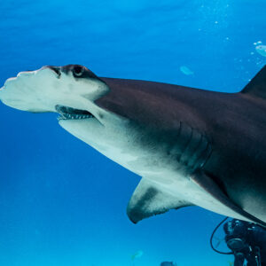 Close side view of a great hammerhead's head and dorsal fin, Bimini, Bahamas