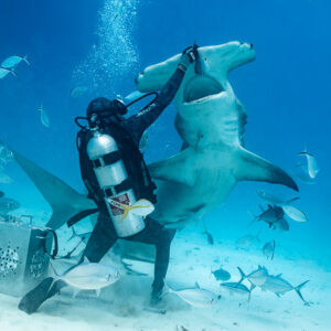 Great hammerhead rearing vertically to the feeder's raised hand, Bimini, Bahamas