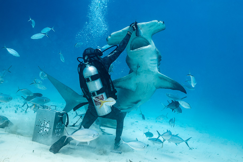 Great hammerhead rearing vertically to the feeder's raised hand, Bimini, Bahamas