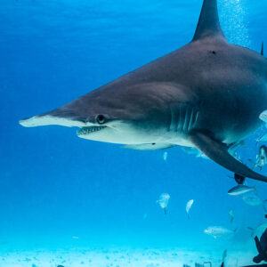Great hammerhead passing over a diver, side view in blue water, Bimini, Bahamas
