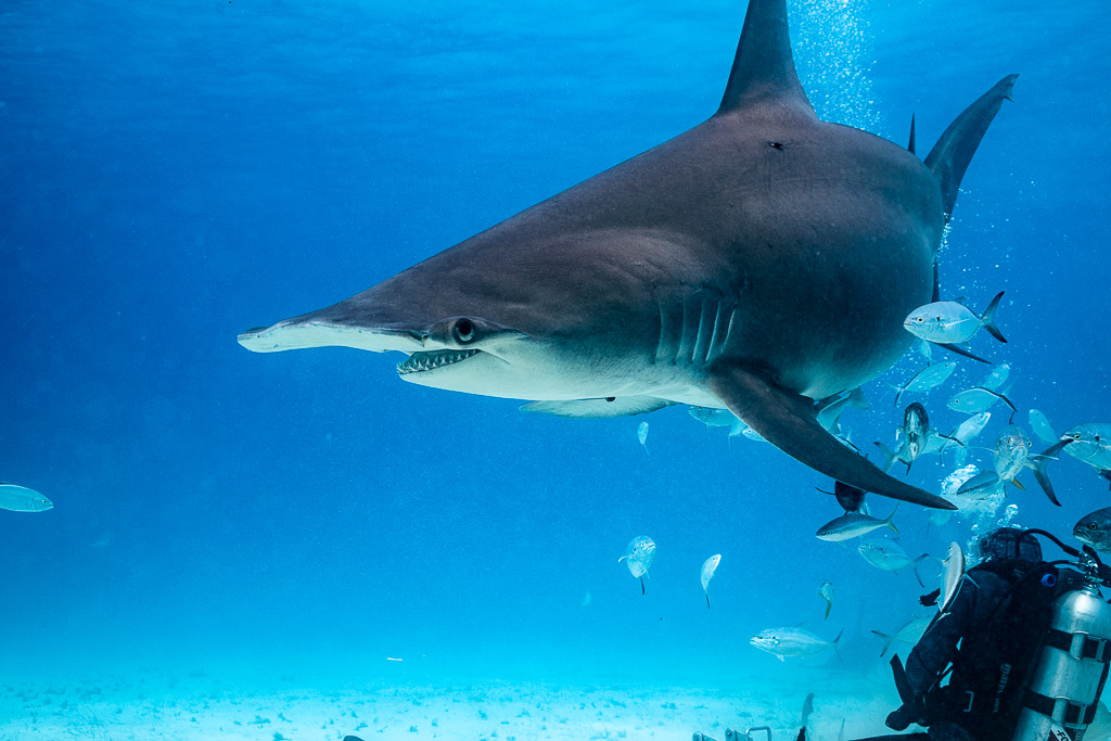 Great hammerhead passing over a diver, side view in blue water, Bimini, Bahamas