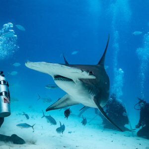Great hammerhead approaching the feeder amid rising bubbles, Bimini, Bahamas