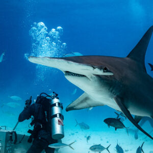 Great hammerhead turning past the feeder's bait box, bubbles behind, Bimini, Bahamas