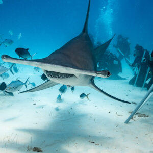Head-on great hammerhead between divers kneeling on the sand, Bimini, Bahamas