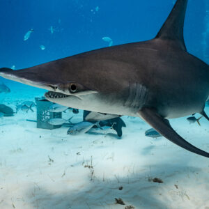 Great hammerhead close in profile, mouth open, bait box behind, Bimini, Bahamas